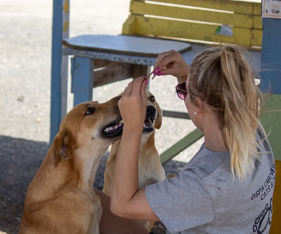 Volunteer in an OSPA shirt giving treats to dogs at the rehoming centre
